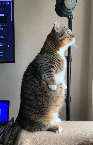 飼い主「天気分かるのか」　外を眺める猫の姿に「美しい」「ペンギンみたいでじわる」