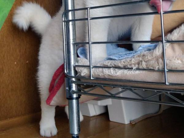 飼い主に叱られた柴犬、次にとった行動が？　「違う、そうじゃない」「吹いた」