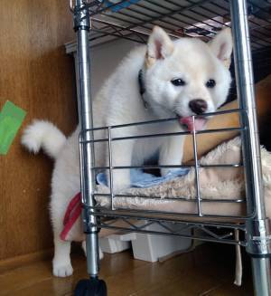 飼い主に叱られた柴犬、次にとった行動が？　「違う、そうじゃない」「吹いた」