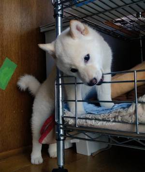 飼い主に叱られた柴犬、次にとった行動が？　「違う、そうじゃない」「吹いた」