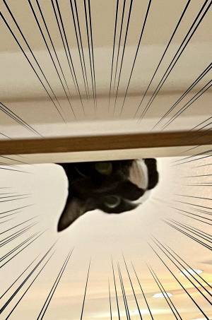 帰宅した親子が悲鳴　目にした光景に「これは叫ぶ」「ごめんワロタ」