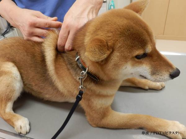 動物病院に来た女性　おじいさんが入ってきて？「なんでやねん！」「爆笑した」