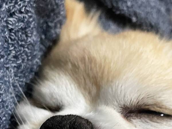 １mmも悩みがなさそうな犬　衝撃的な寝顔に「顔、顔ー！」