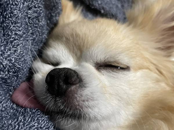 １mmも悩みがなさそうな犬　衝撃的な寝顔に「顔、顔ー！」