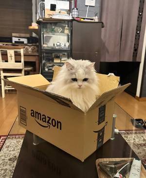 これぞ『ニャマゾン』！　ダンボールの写真に「欲しい」の声が集まったワケ