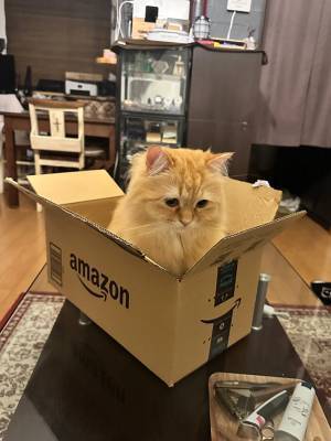 これぞ『ニャマゾン』！　ダンボールの写真に「欲しい」の声が集まったワケ