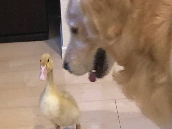 アヒルに『先輩面』をするレトリバー　３年後の姿に「ごめん爆笑」「見事なオチ」