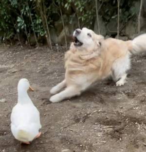 アヒルに『先輩面』をするレトリバー　３年後の姿に「ごめん爆笑」「見事なオチ」