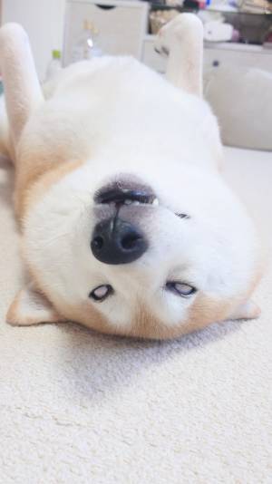 飼い主が目撃した『笑撃』の寝顔　爆睡中の柴犬を見ると…？