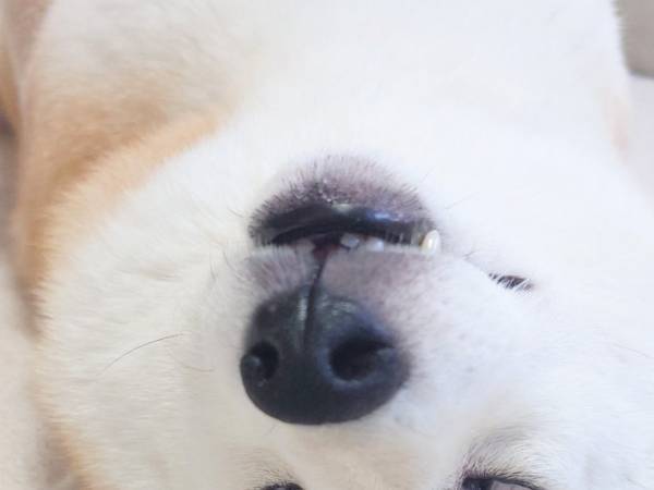 飼い主が目撃した『笑撃』の寝顔　爆睡中の柴犬を見ると…？
