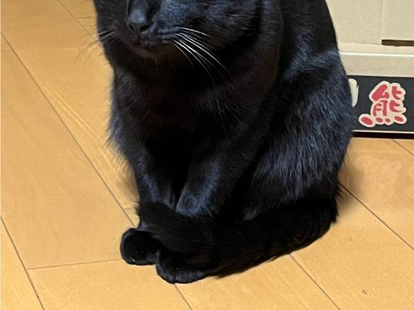 謎の汚れを発見した飼い主　振り返ると…「これは黒だな」「麦茶吹いた」