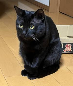 謎の汚れを発見した飼い主　振り返ると…「これは黒だな」「麦茶吹いた」