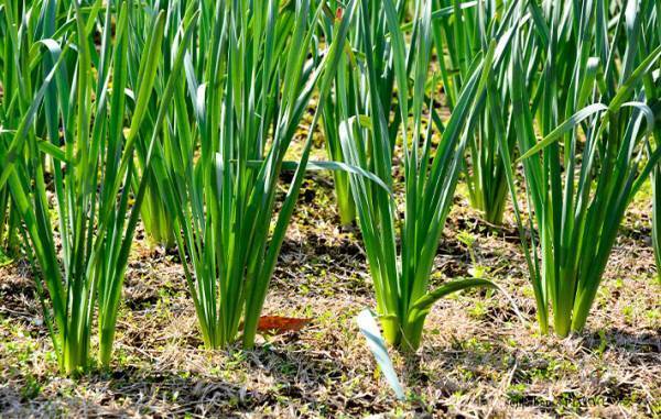 それ、山芋じゃなくて有毒植物かも…？　農林水産省の注意喚起に驚きの声
