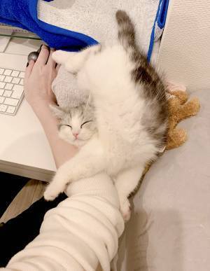 「どうなってるのそれ！？」　子猫の姿を見ると…「思わず二度見した」