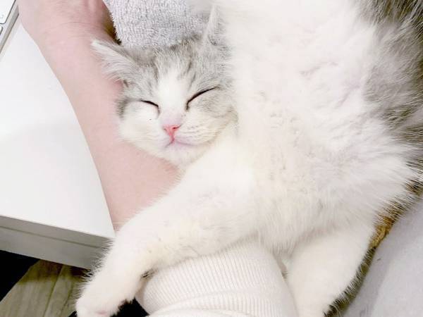 「どうなってるのそれ！？」　子猫の姿を見ると…「思わず二度見した」