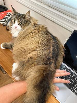 飼い主から離れない子猫が、２年後？　写真に「なぜ」