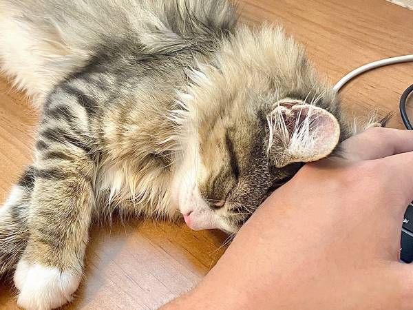 飼い主から離れない子猫が、２年後？　写真に「なぜ」
