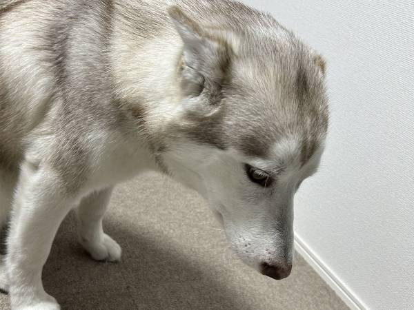 シュンとした犬　近くに転がっていたモノが…「やったな？」「笑った」