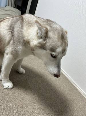 シュンとした犬　近くに転がっていたモノが…「やったな？」「笑った」