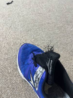 シュンとした犬　近くに転がっていたモノが…「やったな？」「笑った」