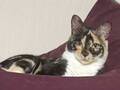 ヨギボーが好きな猫　「どんだけ好きやねん」という写真がSNSで話題に