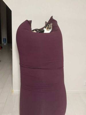 「声出して笑った」　ヨギボー好きの猫が起こした奇跡がネットで話題に