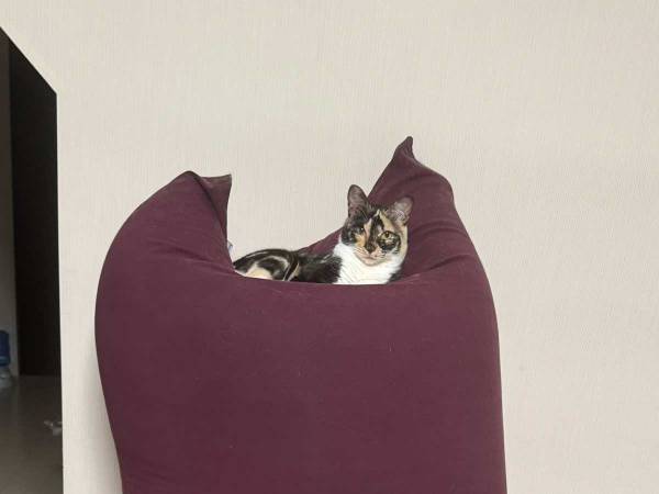 「声出して笑った」　ヨギボー好きの猫が起こした奇跡がネットで話題に