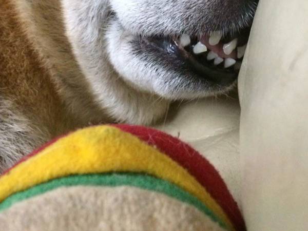 １２万人を笑わせた、柴犬の『ぶっちぎりで優勝』な寝顔がこちらです