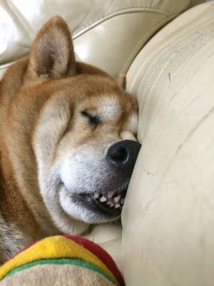 １２万人を笑わせた、柴犬の『ぶっちぎりで優勝』な寝顔がこちらです