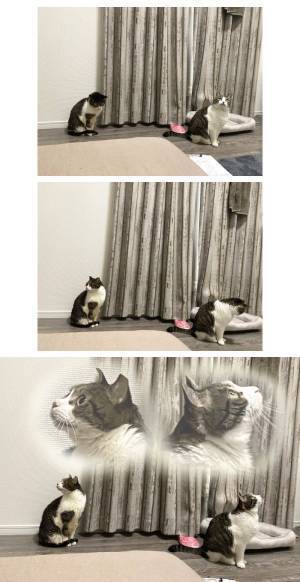 虫に反応する猫たち！　捕まえようと、飼い主が視線の先を見ると？「爆笑オチだ」