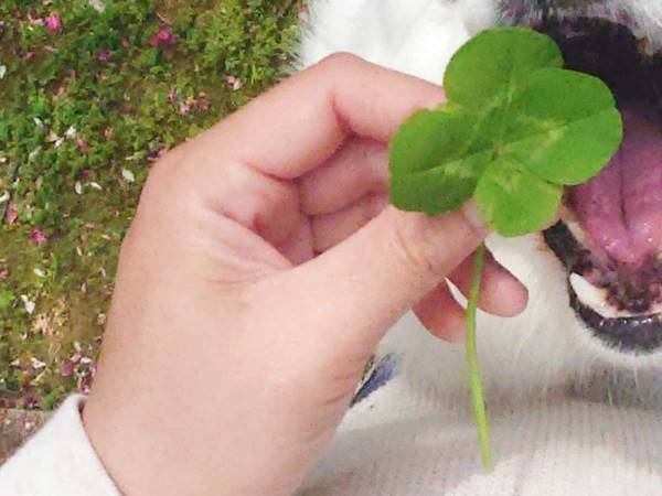 「もう可愛いから許す」　四つ葉のクローバーと記念写真を撮ろうとしたら…？