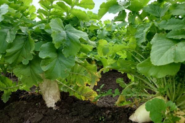 大根の葉を使う際の注意点を紹介！　栄養素やおすすめレシピも