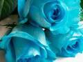 青いバラの花言葉は？　バラの本数ごとの花言葉も紹介！