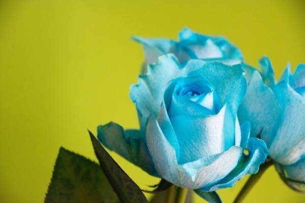 青いバラの花言葉は？　バラの本数ごとの花言葉も紹介！