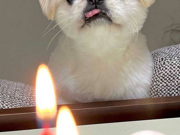 ケーキの前で見せた、愛犬の『思いがけない反応』に「笑った」「イケメンだ」