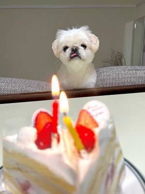 ケーキの前で見せた、愛犬の『思いがけない反応』に「笑った」「イケメンだ」