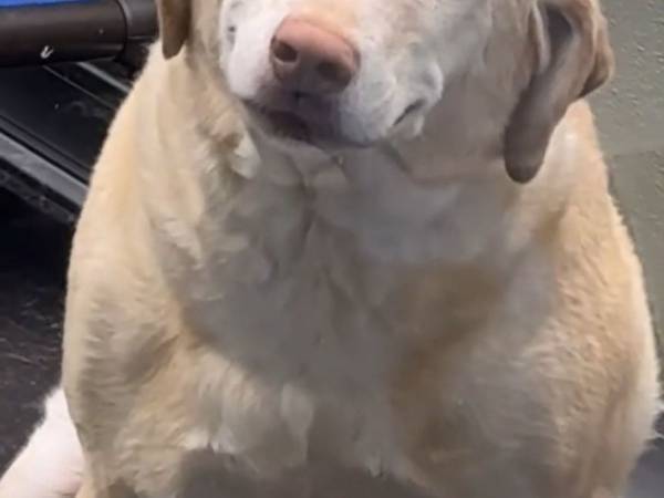 「恋に落ちた」「癒された」　寝起きの犬の『表情』に１４００万人がメロメロ！