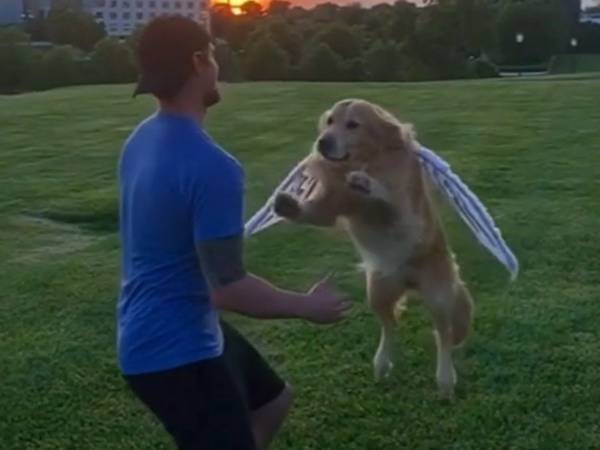 『空飛ぶ犬』と呼ばれたゴールデンレトリバー　現在の姿に「泣いてもいいかな」