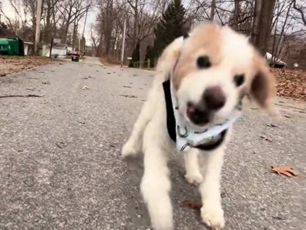 ただの犬の散歩風景かと思ったら？　驚きの『事実』に「信じられない！」