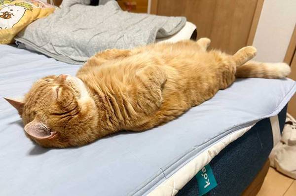 振り返って愛猫を見たら…　驚きの寝相に「中に人いる？」「エビフライに見えた」