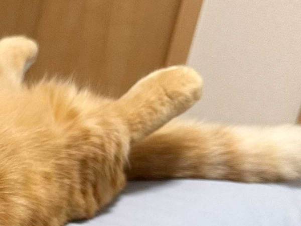 振り返って愛猫を見たら…　驚きの寝相に「中に人いる？」「エビフライに見えた」