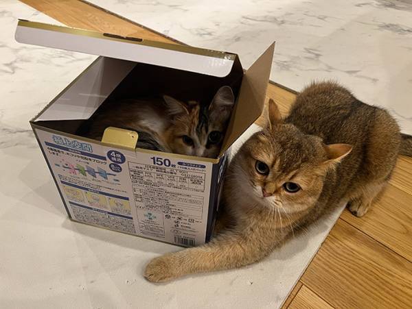 空き箱を捨てようと思ったら？　目にした光景に「そんな目で睨まなくても…」