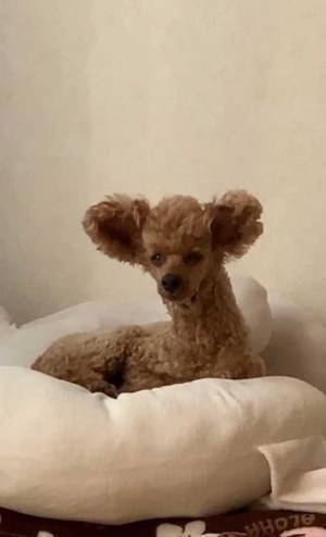 寝起きのプードルを見て「え…？」　大勢を笑わせた写真がこちら！