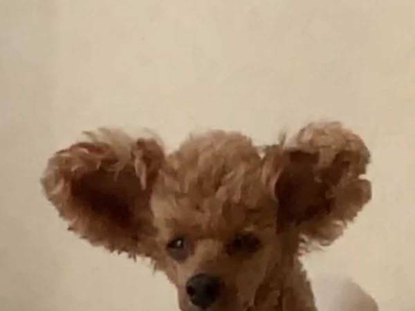 寝起きのプードルを見て「え…？」　大勢を笑わせた写真がこちら！