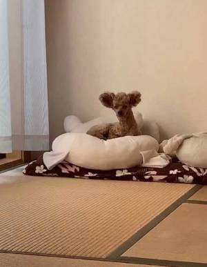 寝起きのプードルを見て「え…？」　大勢を笑わせた写真がこちら！