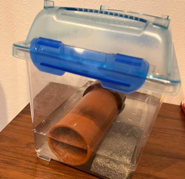 ザリガニを持ち帰った小２男子　「戻してきな」と叱られ、いい放った言葉が？　「なんて策士」