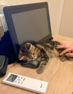 飼い主「困ったな…」　猫が枕にしていたものが？　「コレは仕方ない」「笑った」