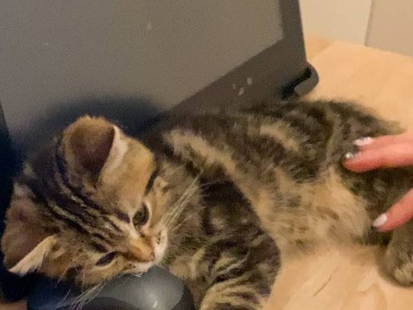 飼い主「困ったな…」　猫が枕にしていたものが？　「コレは仕方ない」「笑った」