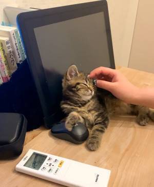 飼い主「困ったな…」　猫が枕にしていたものが？　「コレは仕方ない」「笑った」