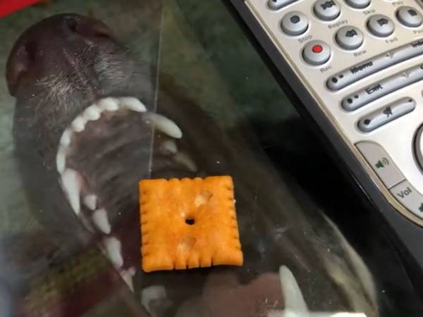 「あれ？お菓子食べられないよ？」　『世界一賢い犬』の奮闘ぶりに「笑った」